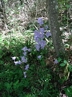 Campanule a feuilles de pecher - Campanula persicifolia (ph. Mrugala F., Chasselay, juin 2021)(7)